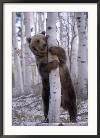 Grizzly Bear Grabbing Tree, North America by Amy And Chuck Wiley/Wales Pricing Limited Edition Print image