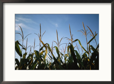Sunlight On The Tops Of Corn Plants In A Field Near Bennet by Joel Sartore Pricing Limited Edition Print image