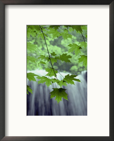 Maple Leaves Against A Waterfall Backdrop by Bill Curtsinger Pricing Limited Edition Print image