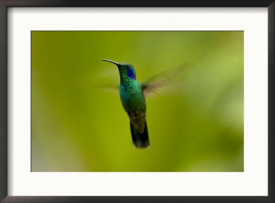 Green Violet-Ear Hummingbird (Colibri Thalassinus) In Flight In The Mountainous Region Of Costa Ric by Roy Toft Pricing Limited Edition Print image
