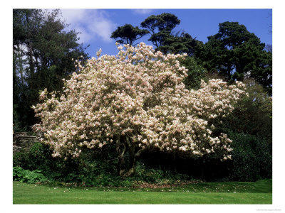 Magnolia X Soulangiana, Devon by Kidd Geoff Pricing Limited Edition Print image