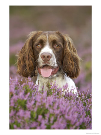 English Springer Spaniel, Uk by Mark Hamblin Pricing Limited Edition Print image