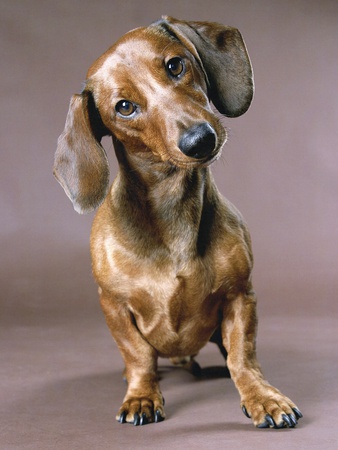 Dachshund by Robert Recker Pricing Limited Edition Print image
