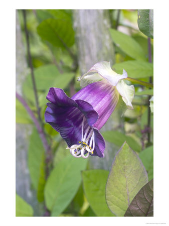 Cup And Saucer Vine, Cobaea Scandens by Kidd Geoff Pricing Limited Edition Print image