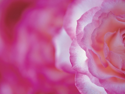 Pink Rose Petals by Heide Benser Pricing Limited Edition Print image