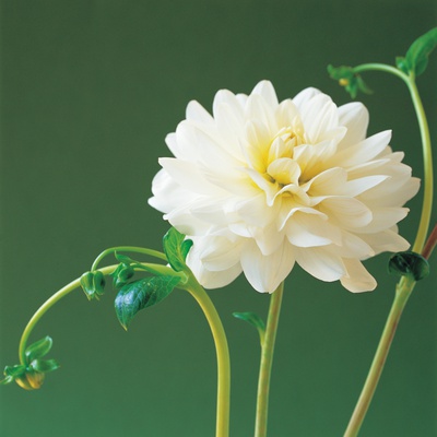 White Dahlia by Heide Benser Pricing Limited Edition Print image