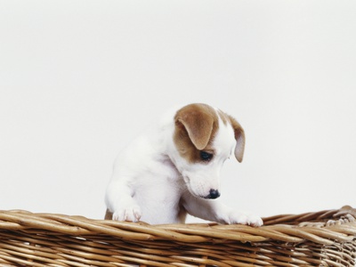 Jack Russell Terrier Puppy In Basket by Heide Benser Pricing Limited Edition Print image