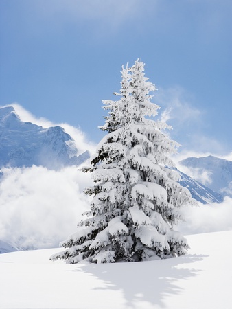 Fir Tree Covered In Fresh Snow by Adie Bush Pricing Limited Edition Print image