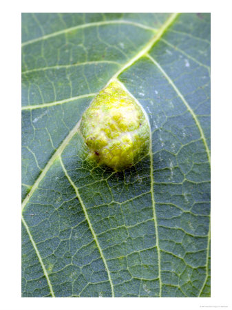 Walnut Leaf Blister Caused By Walnut Leaf Gall Mite, Eriophyes Erineus by Kidd Geoff Pricing Limited Edition Print image
