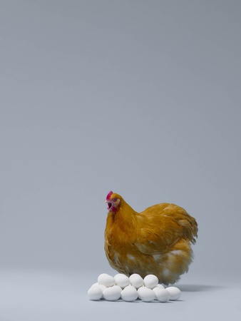 Chicken Sitting On Pile Of Eggs by Jakob Helbig Pricing Limited Edition Print image