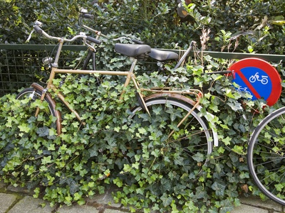 Two Bikes Warning Sign Hidden Behind Ivy  Amsterdam  Holland. by Tom Paiva Pricing Limited Edition Print image
