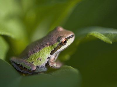 Pacific Treefrog (Hyla Regilla), British Columbia. by Ron Watts Pricing Limited Edition Print image