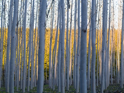 Fall (Autumn) Colors In Forest by Chris Sattlberger Pricing Limited Edition Print image