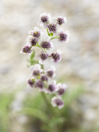 Close Up Of A White Yarrow Plant by Roderick Chen Pricing Limited Edition Print image