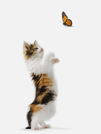 Kitten And Monarch Butterfly by Wave Pricing Limited Edition Print image