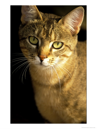 African Wild Cat, Portrait, South Africa by Roger De La Harpe Pricing Limited Edition Print image