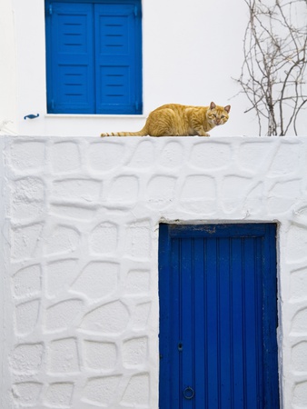 Cat On Wall Of Typical Building, Hora, Mykonos Island, Cyclades, Greece by Ron Watts Pricing Limited Edition Print image