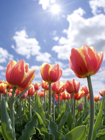 Close Up Of Flowers by Akihiko Tachikawa Pricing Limited Edition Print image