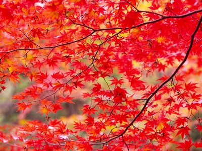 Autumnal Maple by Akihiko Tachikawa Pricing Limited Edition Print image