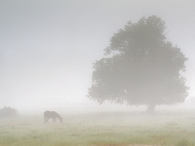 Horses In Foggy Field by Gary Crabbe Pricing Limited Edition Print image