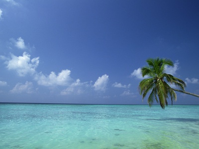 Beach With Palm Tree by Dan Merkel Pricing Limited Edition Print image