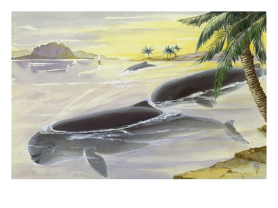 The Irrawaddy Dolphin Travels 900 Miles To The Irrawaddy River by National Geographic Society Pricing Limited Edition Print image