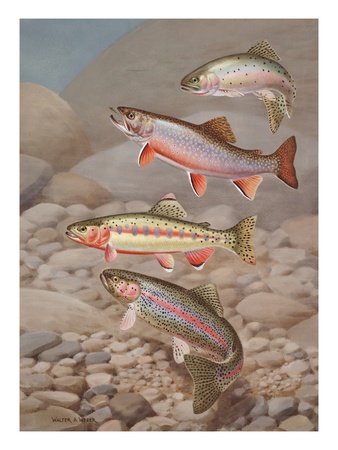 Four Species Of Trout, Rarely Seen Together, Depicted In Wind River by National Geographic Society Pricing Limited Edition Print image