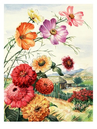 Cosmos, Zinnias, And Poinsettia Grow In Oaxaca, Mexico by National Geographic Society Pricing Limited Edition Print image