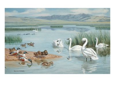 Several Species Of Ducks, Coots, And Swans Share A Sanctuary's Lake by National Geographic Society Pricing Limited Edition Print image