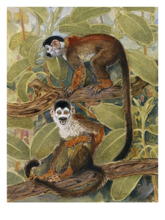 A Painting Of Squirrel Monkeys In A Tree by National Geographic Society Pricing Limited Edition Print image