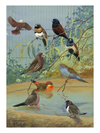 Various Birds Rest In A Birdbath And On Branches That Hang Above by National Geographic Society Pricing Limited Edition Print image