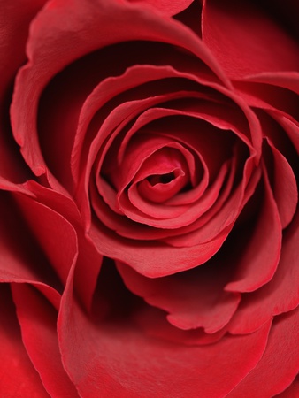 Close-Up Of A Red Rose by Astock Pricing Limited Edition Print image