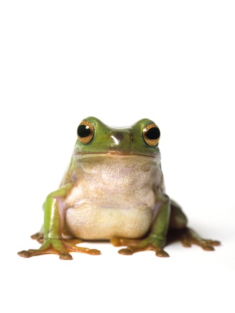 Curious Green Frog, Peering At Camera, White Background by Darwin Wiggett Pricing Limited Edition Print image