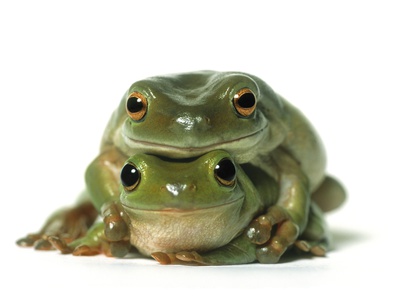 One Frog On Top Of Another, White Background by Darwin Wiggett Pricing Limited Edition Print image