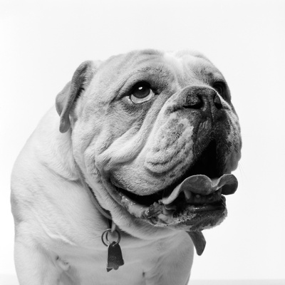 Bulldog by Brian Summers Pricing Limited Edition Print image
