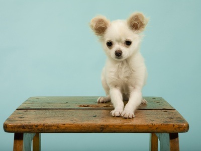 Puppy Sitting On Wooden Stool by Benne Ochs Pricing Limited Edition Print image