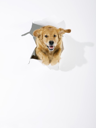 A Golden Retriever Jumping Through White Paper by Julia Christe Pricing Limited Edition Print image