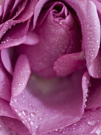 Close Up Of A Pink Rose by Lena Clara Pricing Limited Edition Print image