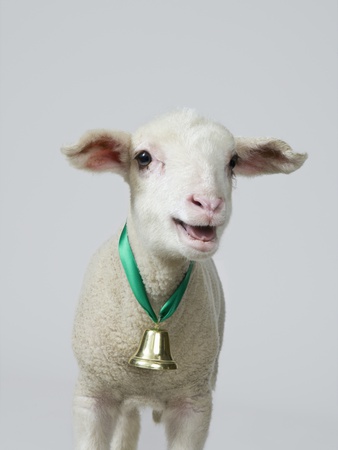 A White Lamb Bleating, Studio Shot by Paul Hudson Pricing Limited Edition Print image