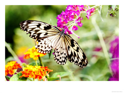 Tree Nymph Butterfly Feeding On Purple Flower, Originates From South Asia by Philip Tull Pricing Limited Edition Print image