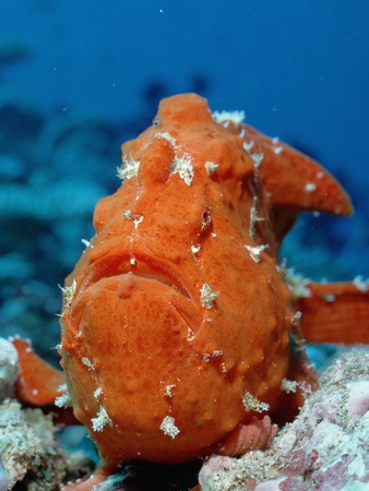 Giant Frogfish Showing Its Fishing Lure (Antennarius Commersonii), Indo-Pacific Ocean. by Reinhard Dirscherl Pricing Limited Edition Print image