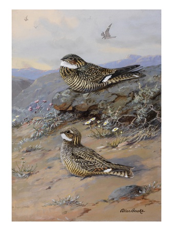 A Painting Of Nighthawks: Chordeiles Minor And Chordeiles Acutipennis by Allan Brooks Pricing Limited Edition Print image