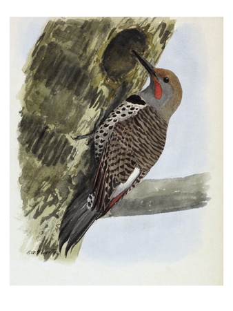 A Painting Of A Red-Shafted Flicker Drilling A Hole In A Tree Trunk by Louis Agassiz Fuertes Pricing Limited Edition Print image