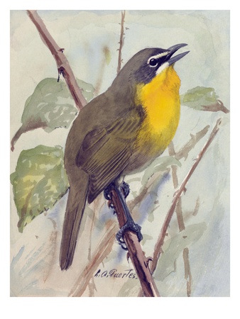 A Painting Of A Singing Yellow-Breasted Chat by Louis Agassiz Fuertes Pricing Limited Edition Print image