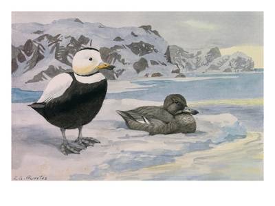 A Painting Of A Pair Of Labrador Ducks; The Species Is Now Extinct by Louis Agassiz Fuertes Pricing Limited Edition Print image
