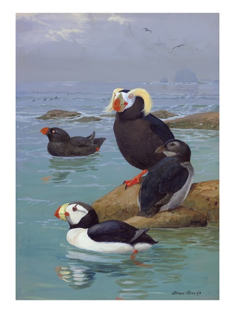 A Painting Of Tufted Puffins And Horned Puffins by Allan Brooks Pricing Limited Edition Print image