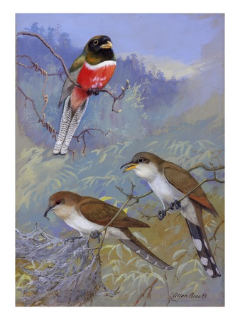 A Painting Of Two Species Of Cuckoo And A Coppery-Tailed Trogon by Allan Brooks Pricing Limited Edition Print image