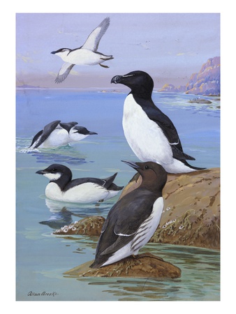 A Painting Of Razor-Billed Auks And Murres by Allan Brooks Pricing Limited Edition Print image