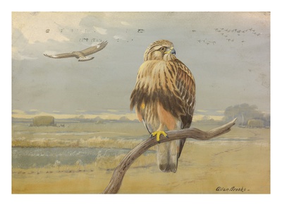 Painting Of An Adult And An Immature American Rough-Legged Hawk by Allan Brooks Pricing Limited Edition Print image