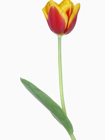 Tulip (Tulipa Spec.) Close Up by Martin Ruegner Pricing Limited Edition Print image